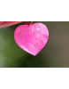 Pink Turmalin-Energie-Herz-Anhänger (das Paradies im Herzen)