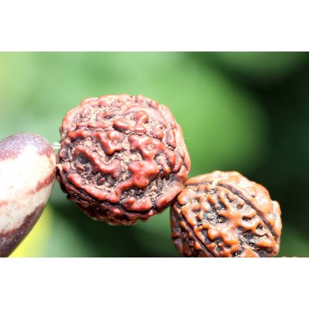 Rudrakshas + Shiva-Lingam-Energie-Armband (Shivas Tränen)