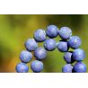 Lapis Lazuli-Kugeln mattiert-Energie-Kette (Kraft und Einsicht)