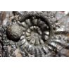 Amaltheus margaritatus-Ammonite-Pyrit (Durchbruch zu unseren Gefühlen)