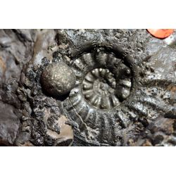 Amaltheus margaritatus-Ammonite-Pyrit (Durchbruch zu unseren Gefühlen)