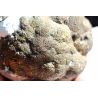 Kugelpyrit-Energie-Ammonit-Knolle (Durchbruch) superselten