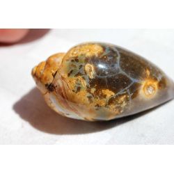 Linksgewundene chalcedonisierte Schamanenschnecke